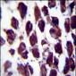 POLG Antibody (C-term)